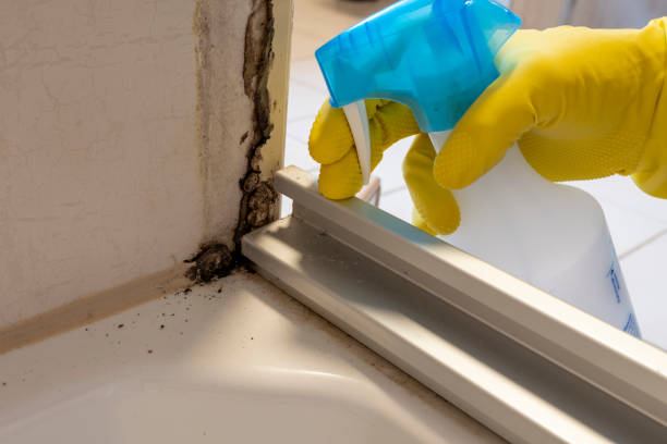 Best Mold Remediation for Specific Building Types in Owenton, KY